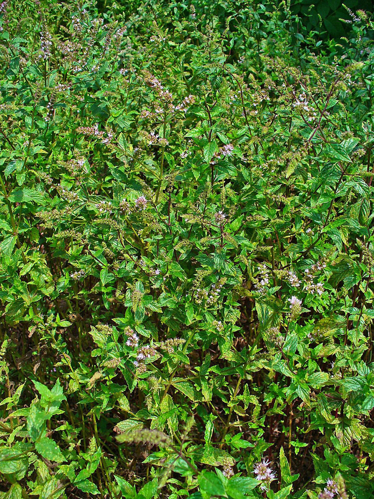 Menthe douce (Mentha spicata) séchée en vrac