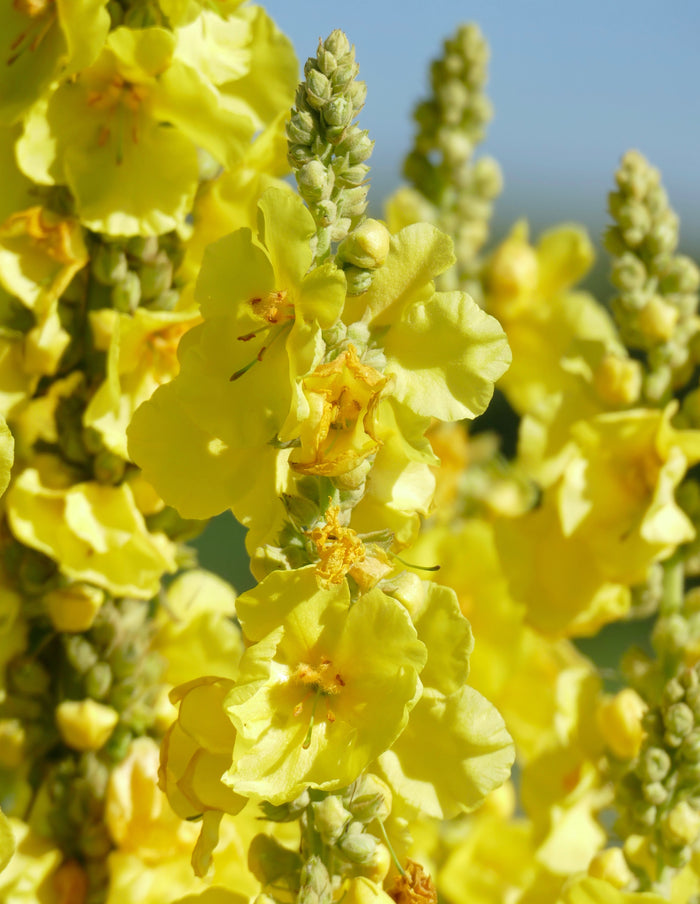 Molène (Verbascum thapsus) séchée en vrac
