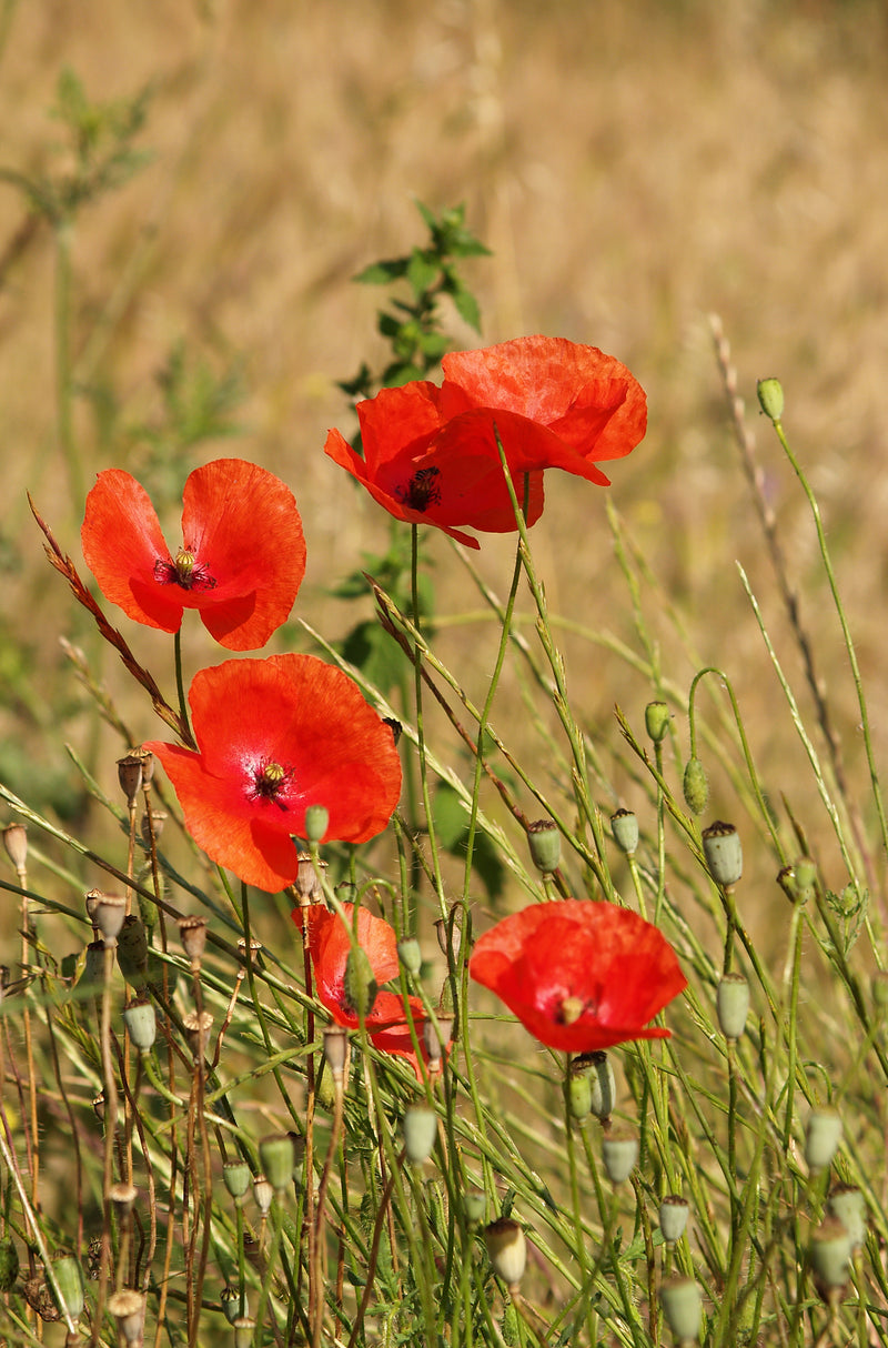 Coquelicot rouge