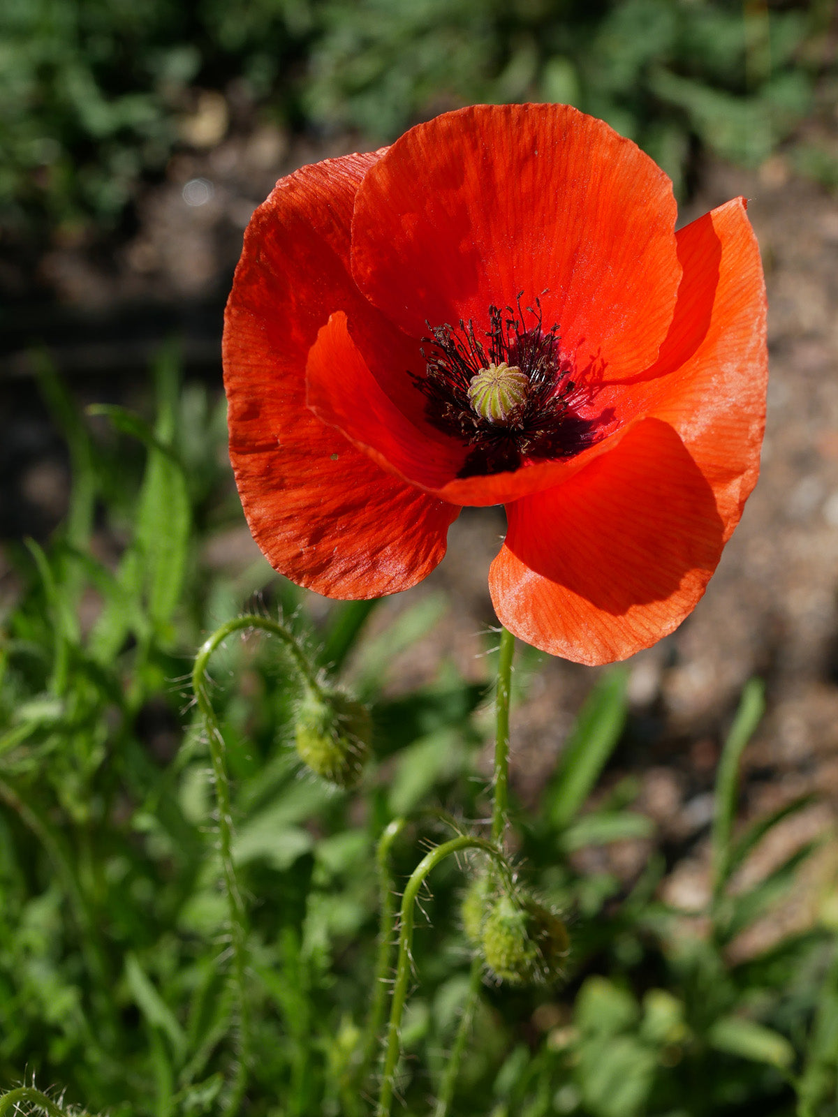 Coquelicot (Papaver rhoeas) séché en vrac