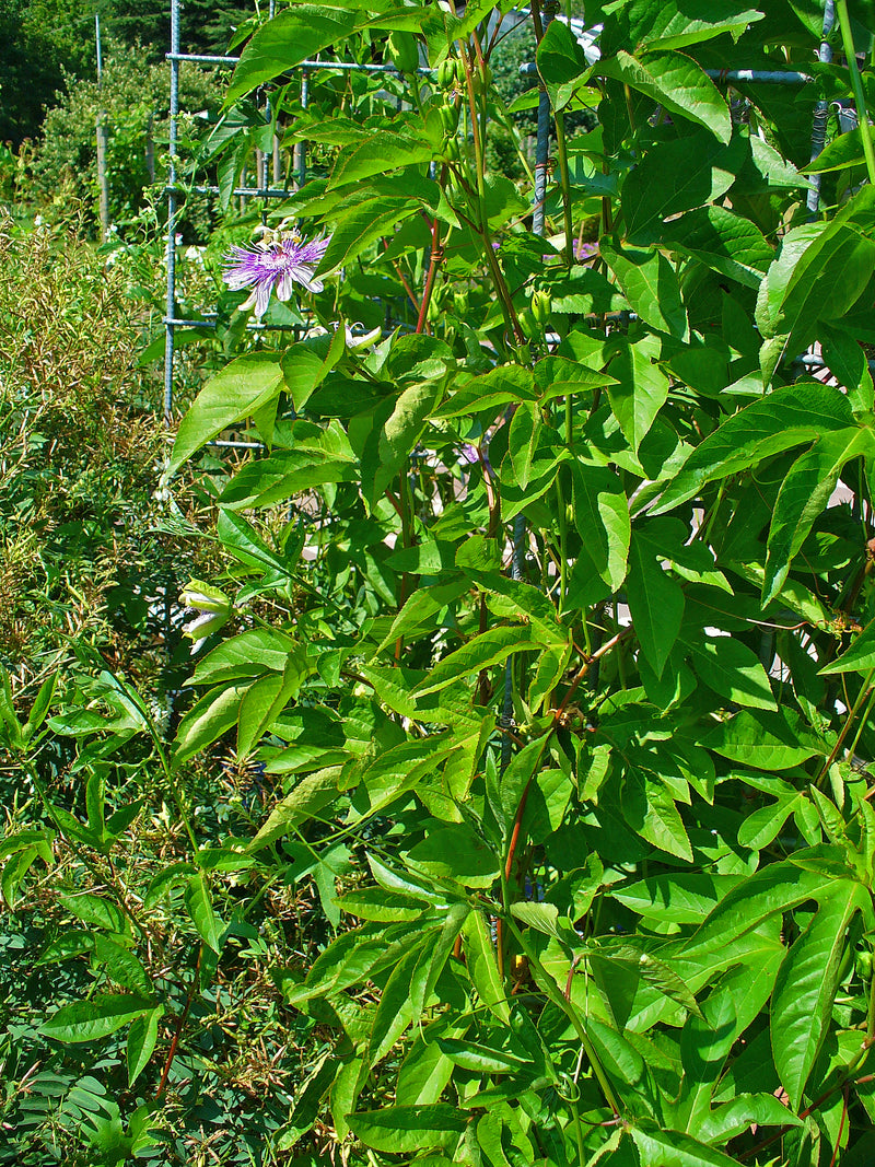Passiflore