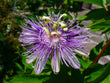 Passiflore (Passiflora incarnata) séchée en vrac