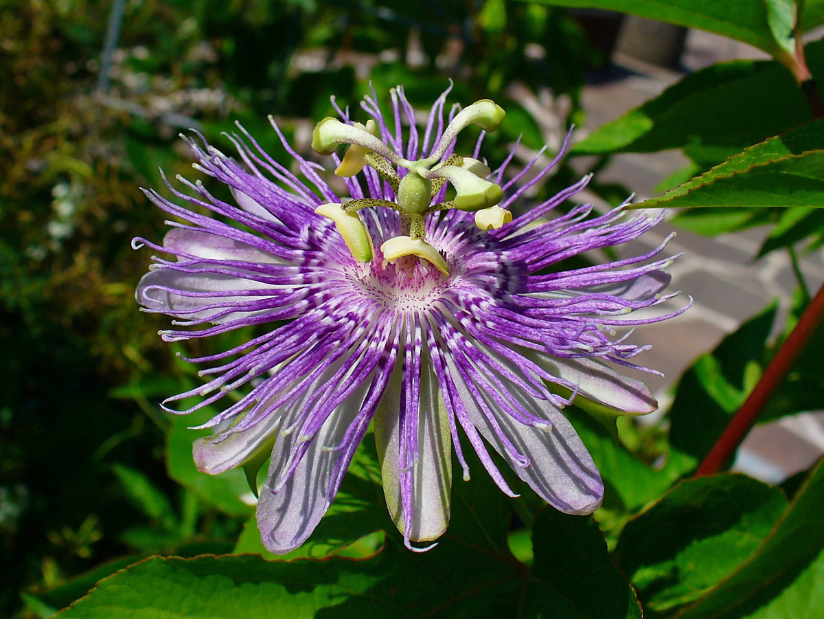Passiflore (Passiflora incarnata) séchée en vrac