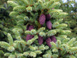 Épinette Noire (Picea mariana) séchée en vrac