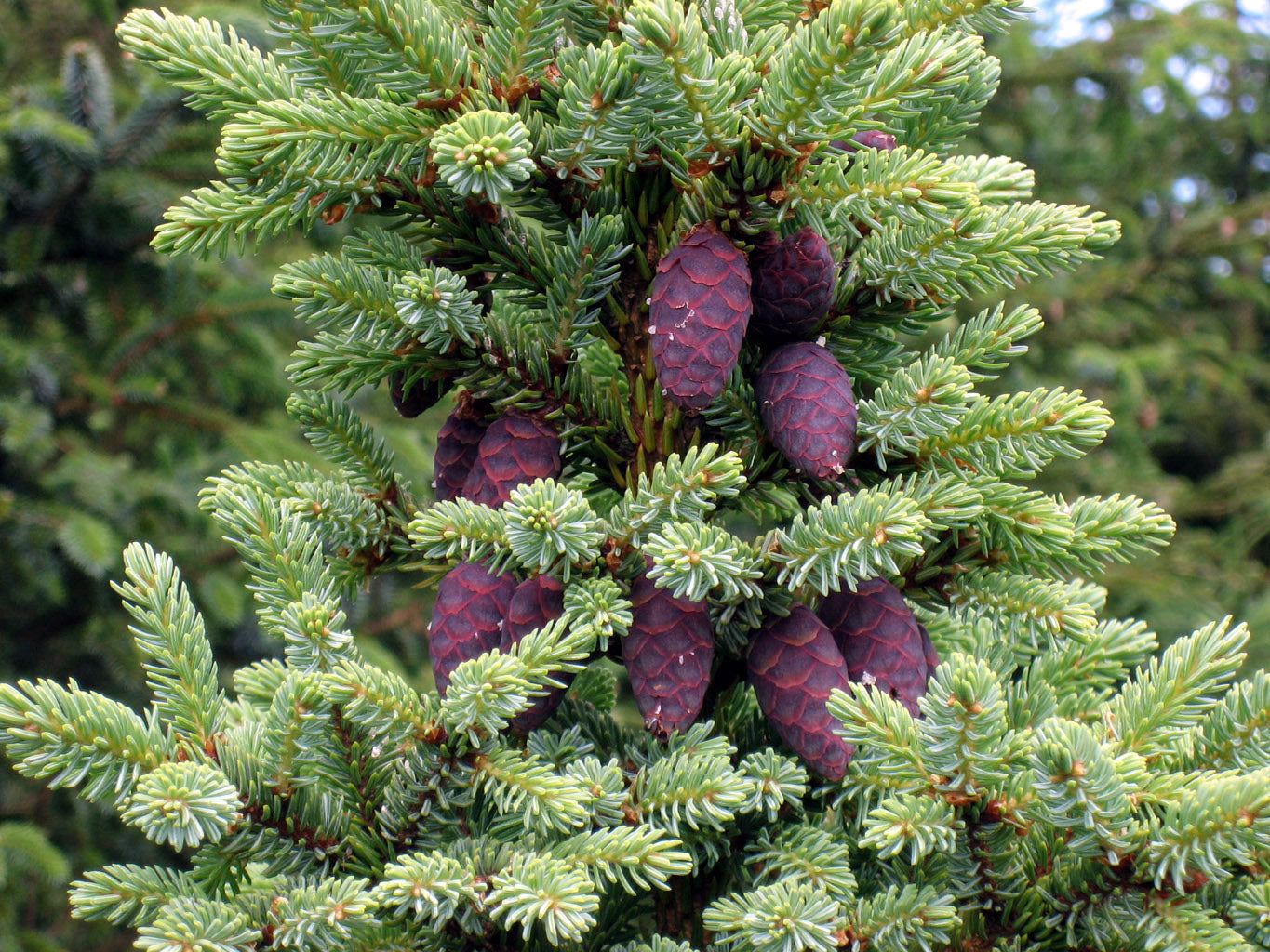 Épinette Noire (Picea mariana) séchée en vrac