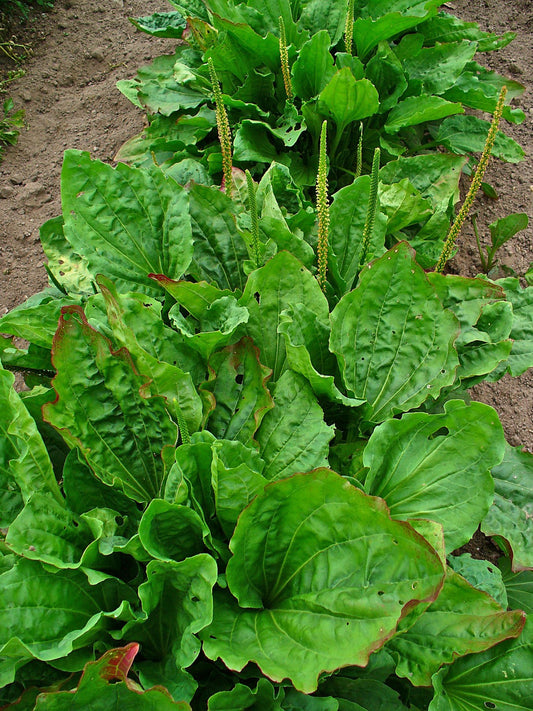 Plantain (Plantago major) séché en vrac