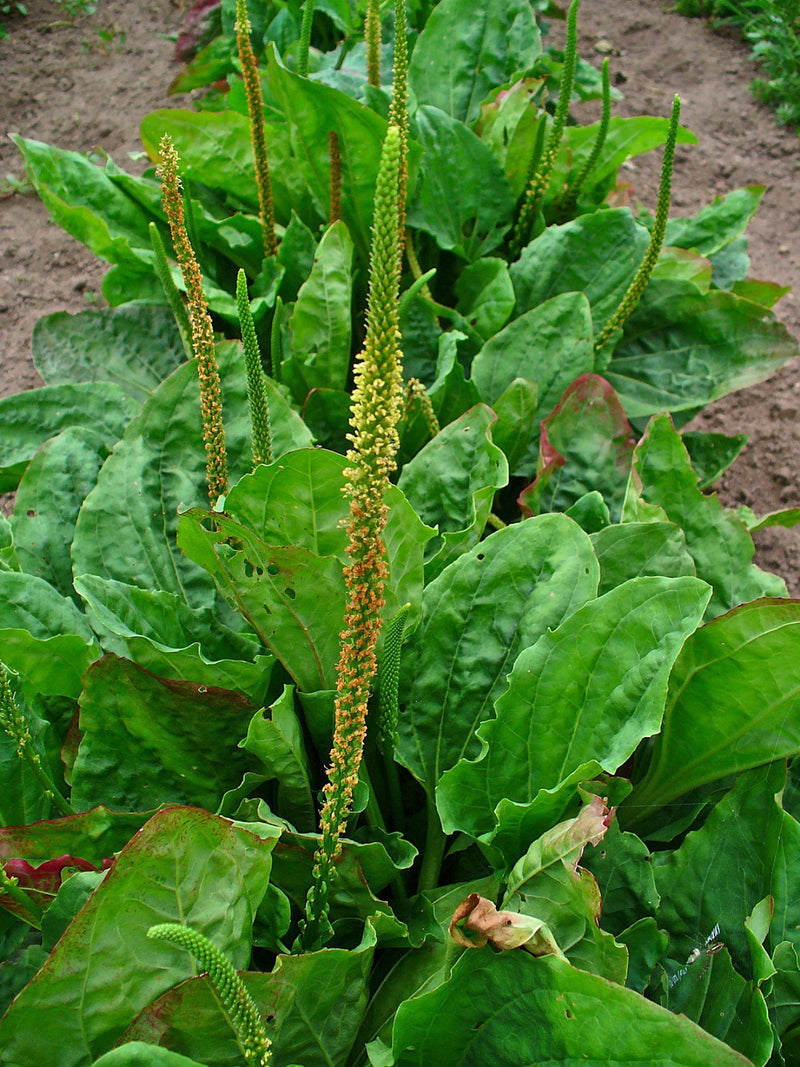 Plantain