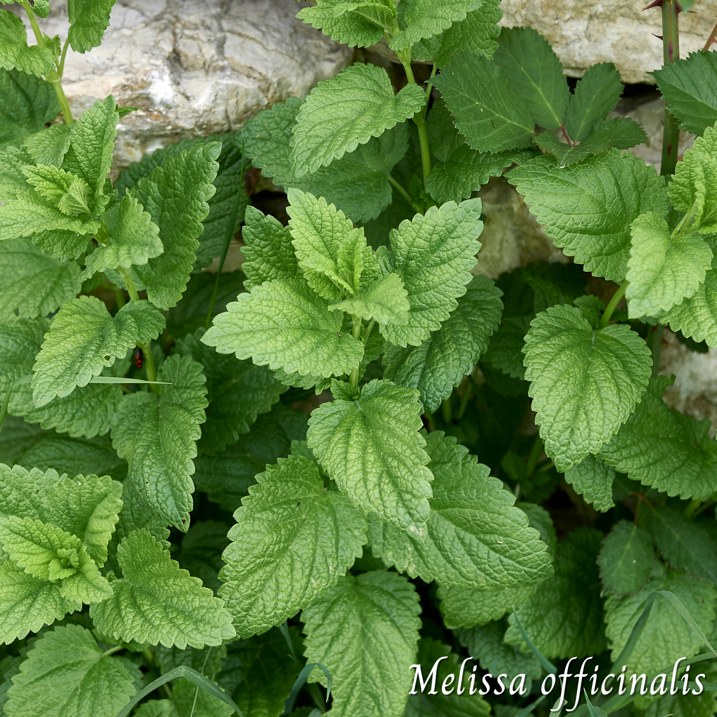 Mélisse (Melissa officinalis) séchée en vrac