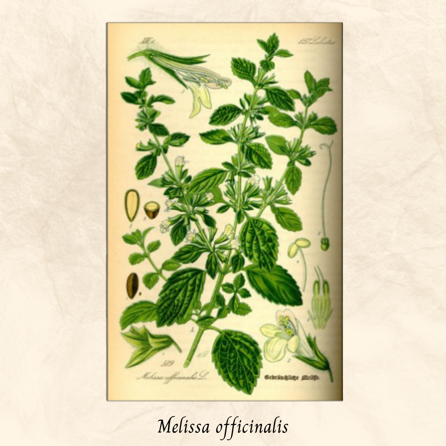 Mélisse (Melissa officinalis) séchée en vrac