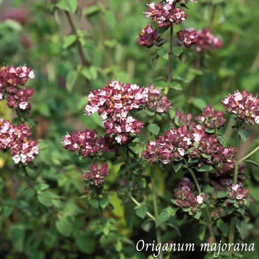 Mélange Maison Tisane Marjolaine