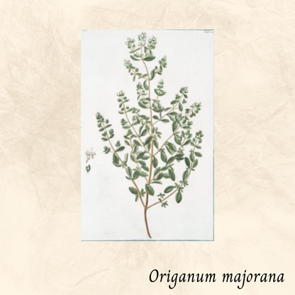 Mélange Maison Tisane Marjolaine