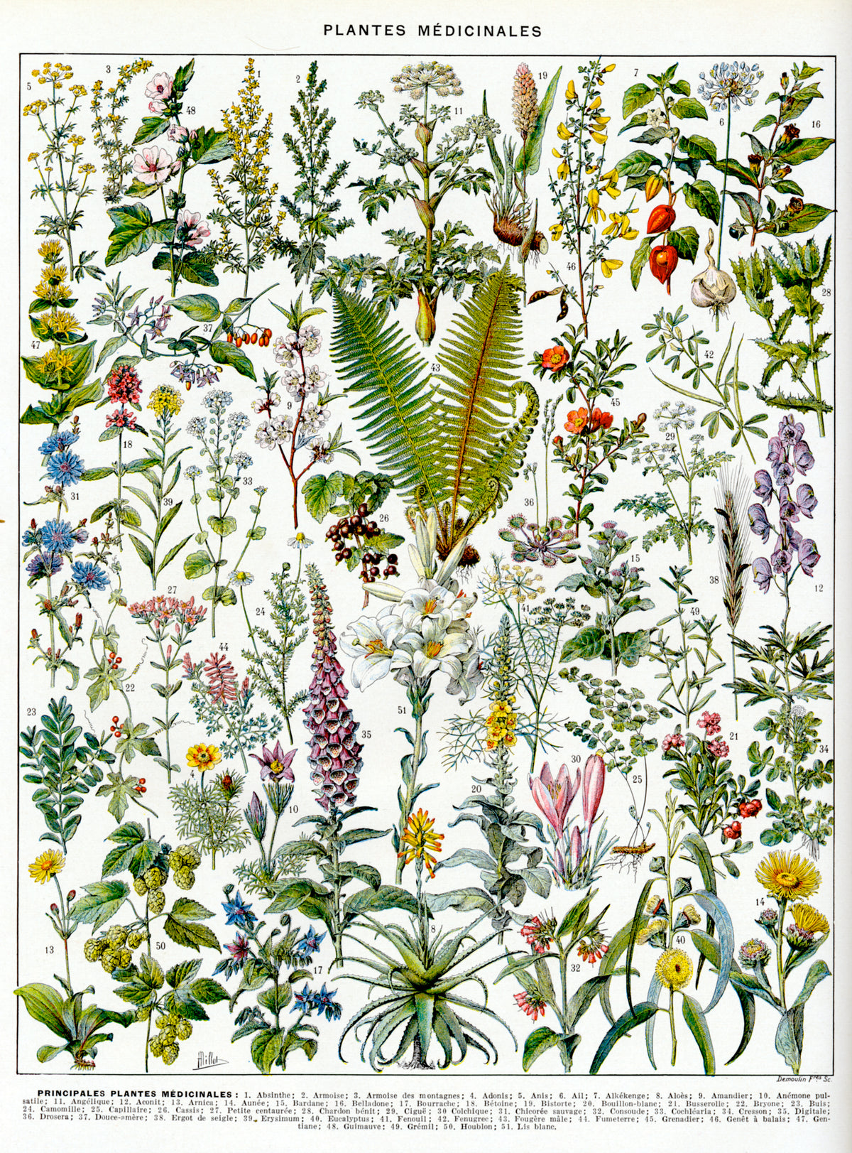 Détoxication 4 Saisons — teinture mère (mélange de plantes)