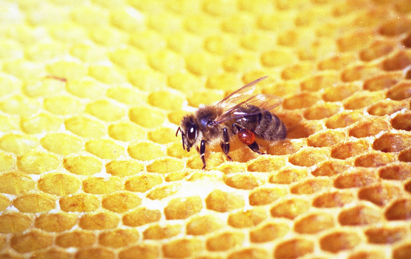 Propolis