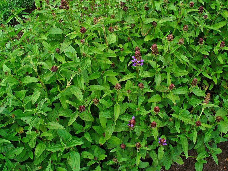 Brunelle (Prunelle)