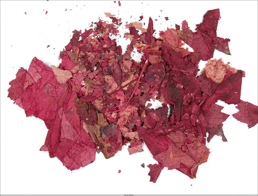 Vigne rouge (Vitis vinifera) séchée en vrac