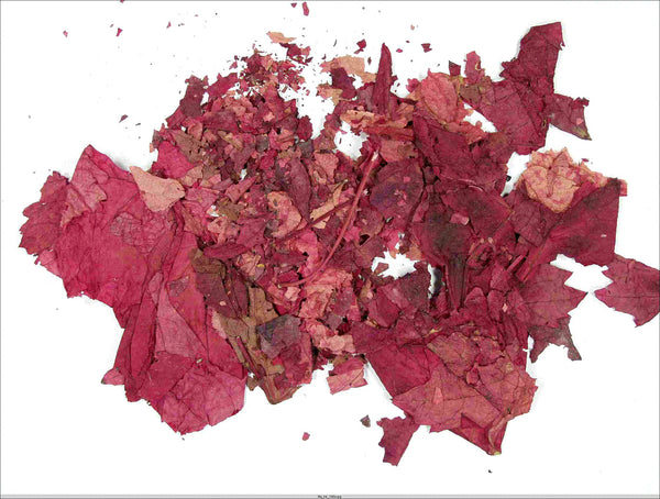 Vigne rouge (Vitis vinifera) séchée en vrac