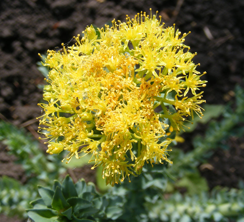 Rhodiola
