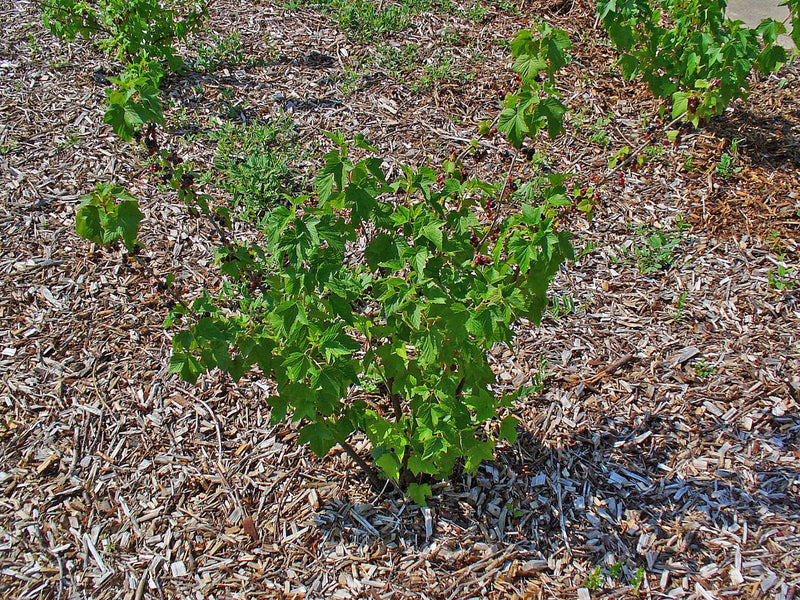 Macérat de bourgeons de cassis