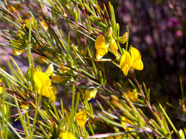 Rooibos (Aspalathus linearis) séchée en vrac