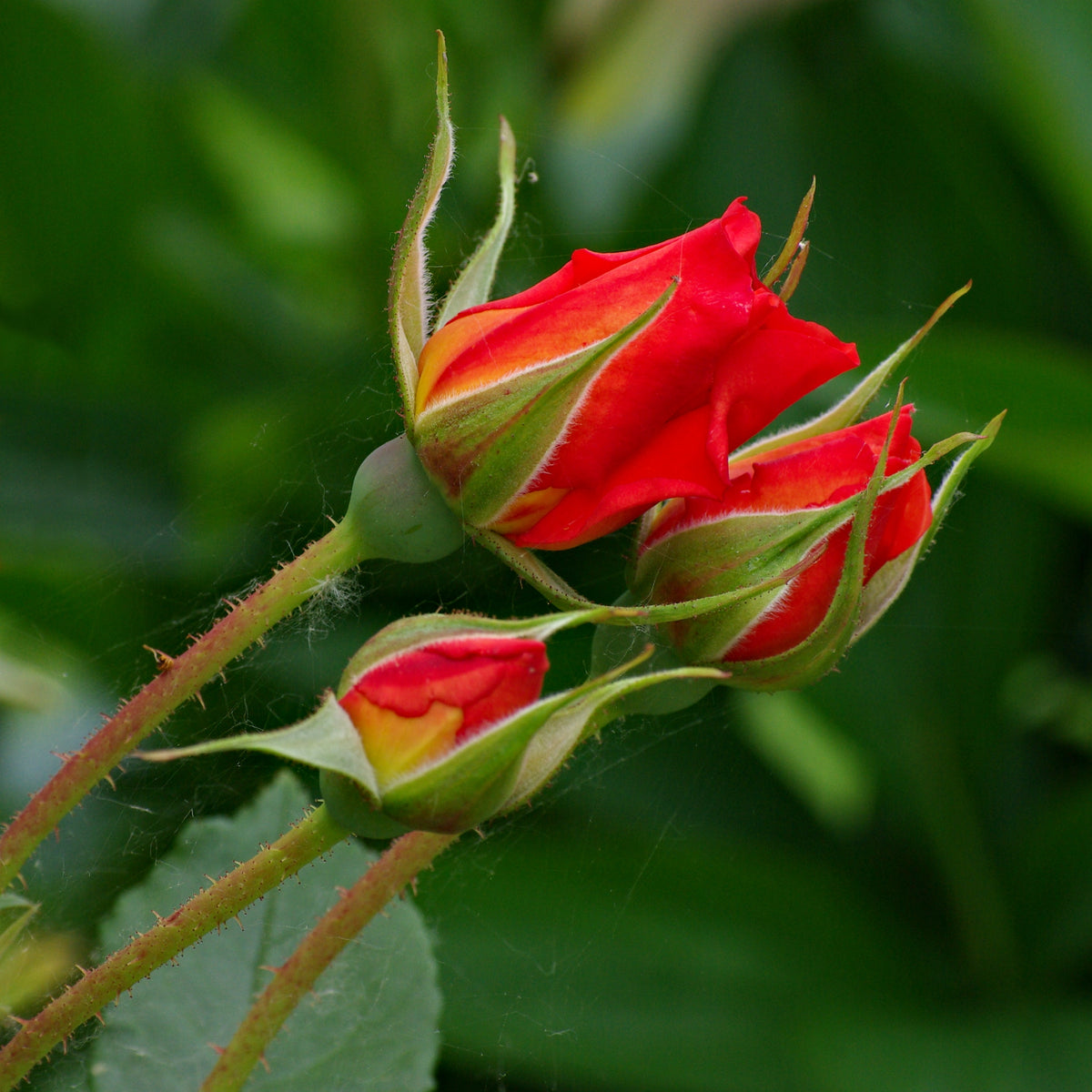 Rose boutons (Rosa gallica) séchés en vrac