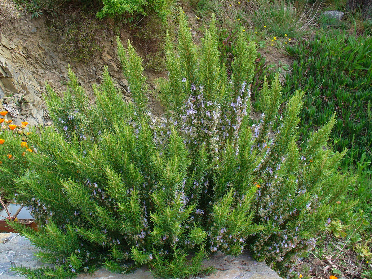 Romarin feuille (Rosmarinus officinalis) séché en vrac
