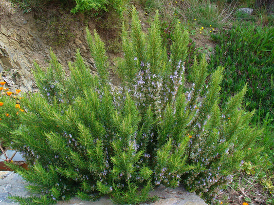 Romarin feuille (Rosmarinus officinalis) séché en vrac