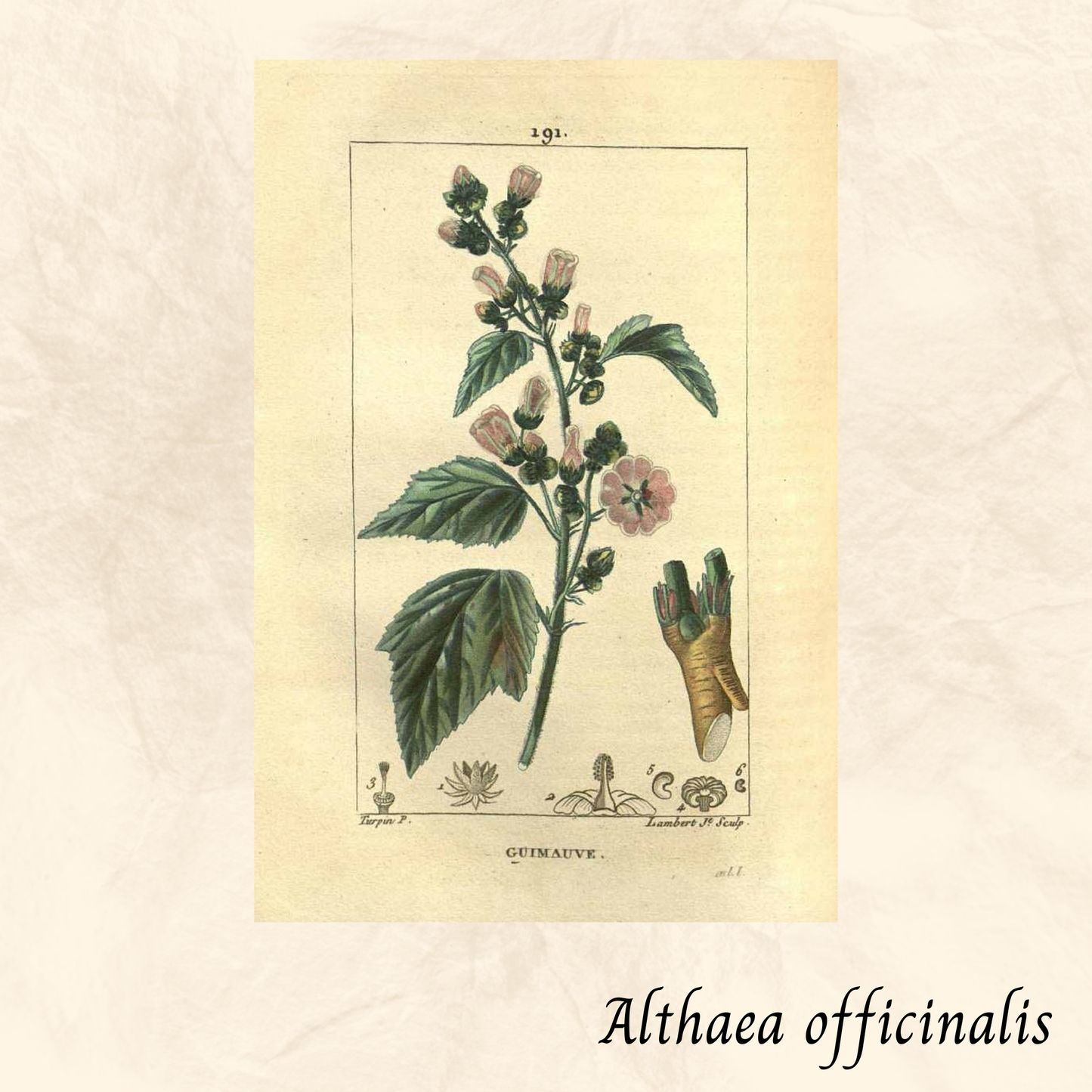 Guimauve (Feuille) - Althaea officinalis