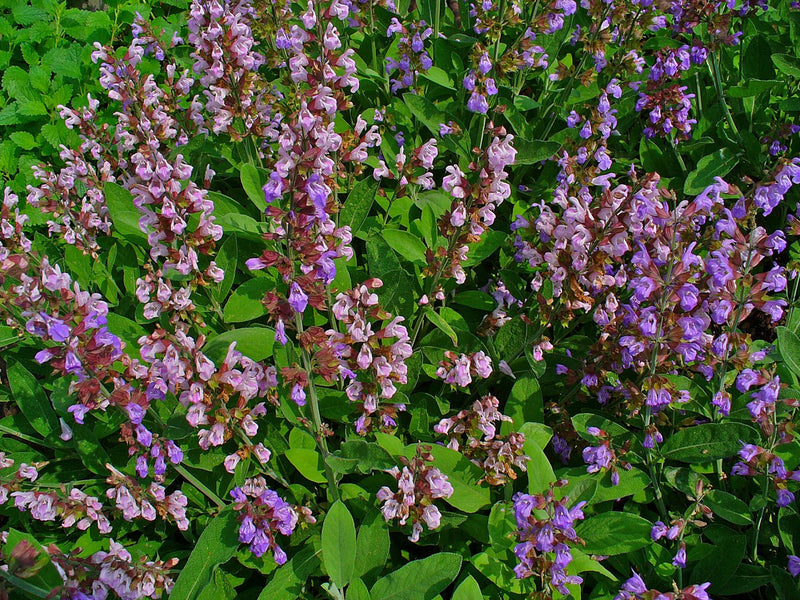 Sauge officinale