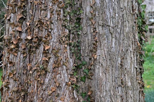 Orme rouge poudre