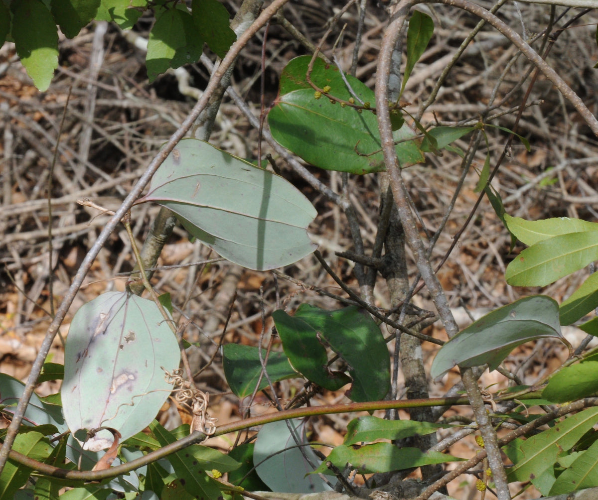 Salsepareille (Smilax officinalis) séchée en vrac