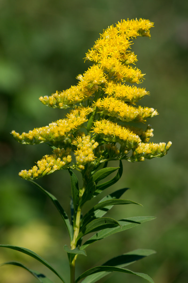Verge d’or géante