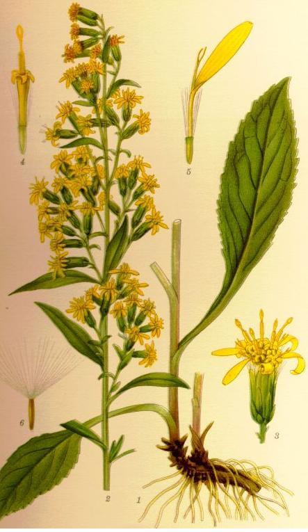 Verge d'or (Solidago virgaurea) séchée en vrac
