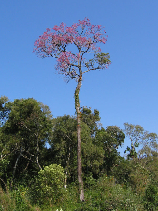 Pau d'Arco (Tabebuia impetiginosa) séchée en vrac
