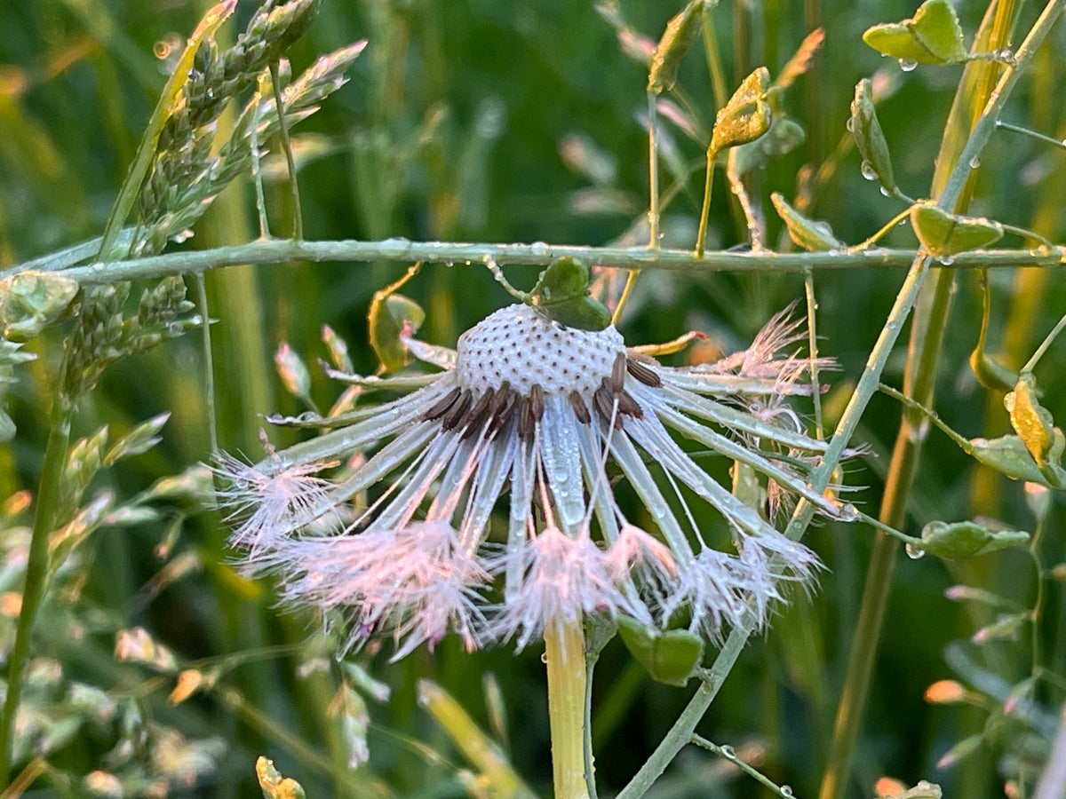 Pissenlit feuille (Taraxacum officinale) séchée en vrac