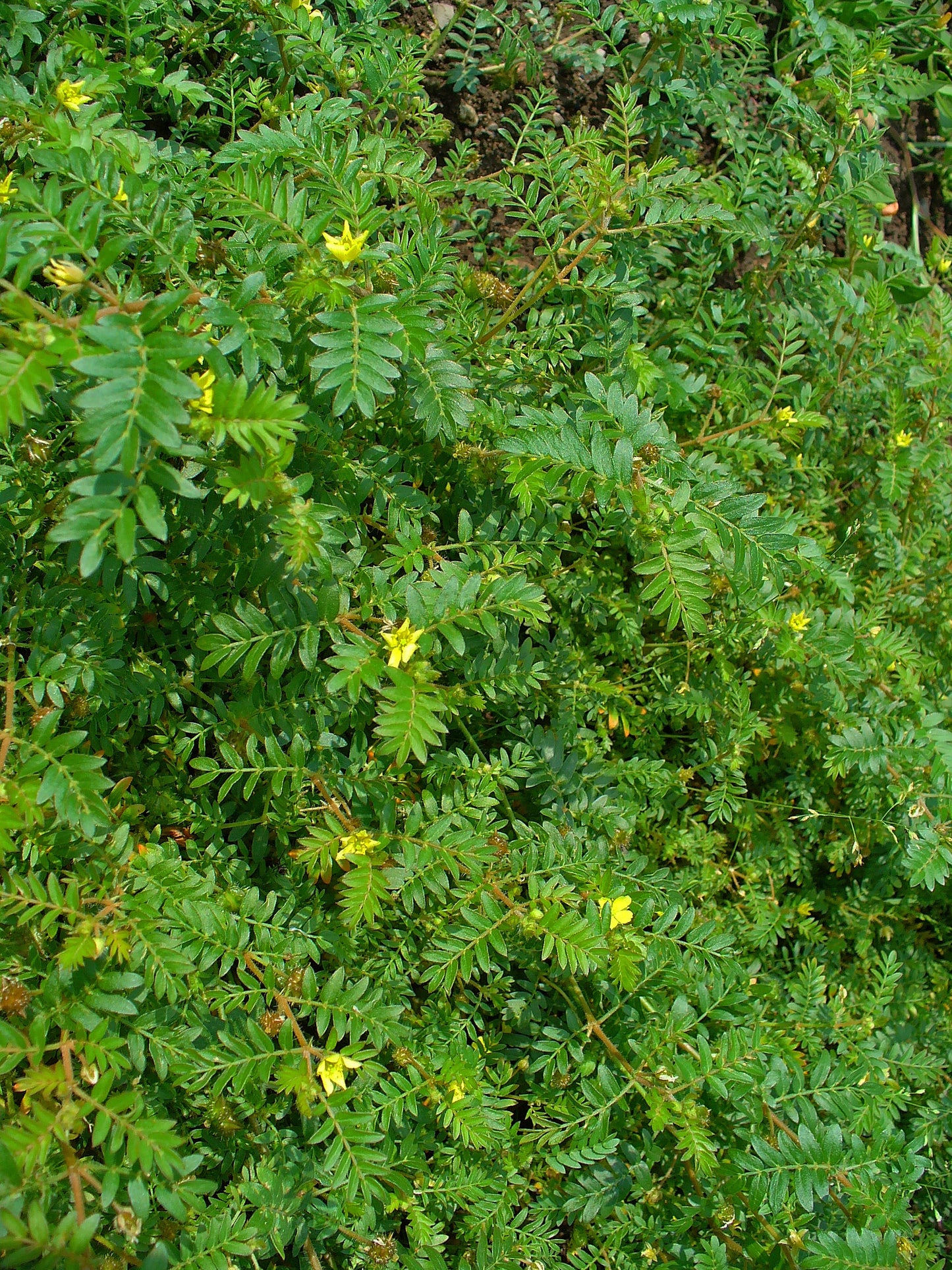 Tribulus (Tribulus terrestris) séché en vrac