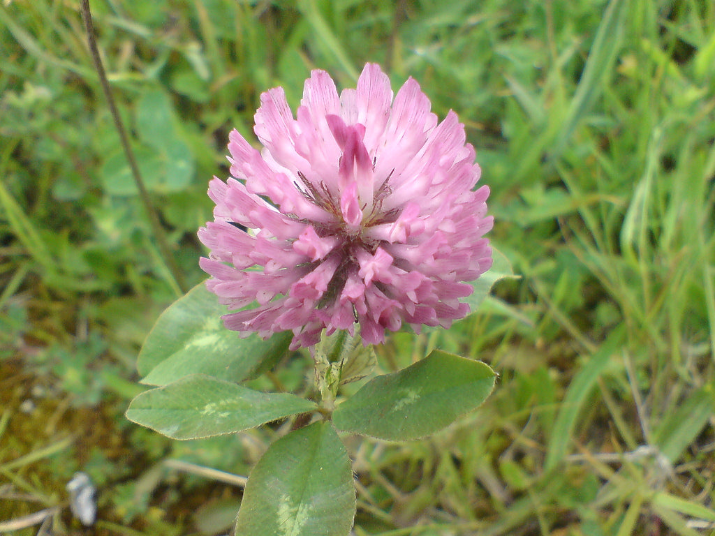 Trèfle rouge (Trifolium pratense) séché en vrac