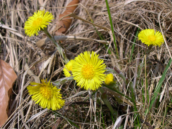 Tussilage (Tussilago farfara) séchée en vrac