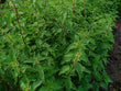 Ortie piquante (Urtica dioica) séchée en vrac