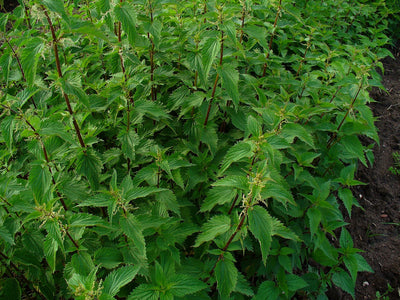 Ortie piquante (Urtica dioica) séchée en vrac