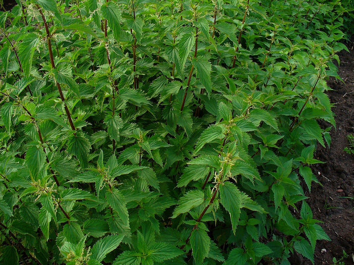 Ortie piquante (Urtica dioica) séchée en vrac