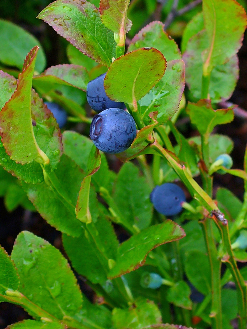 Bleuet (myrtille)