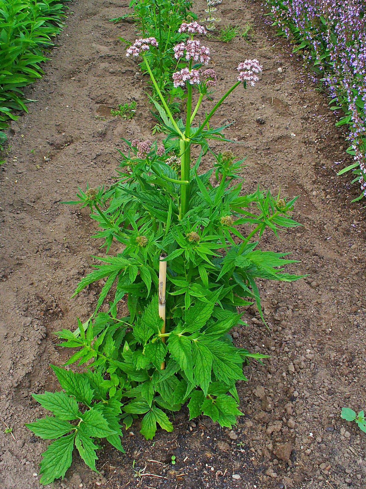 Valériane (Valeriana officinalis) séchée en vrac