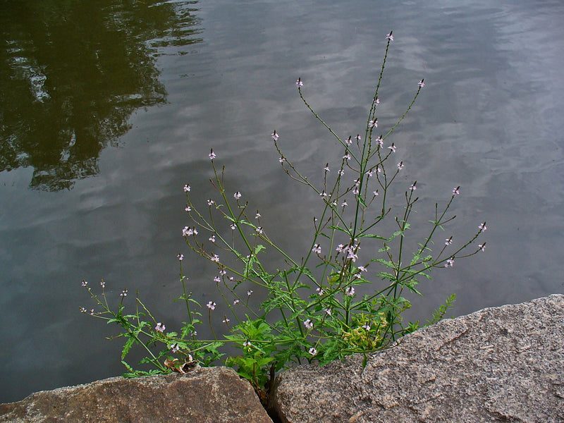Verveine officinale