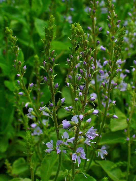 Véronique (Veronica officinalis) séchée en vrac