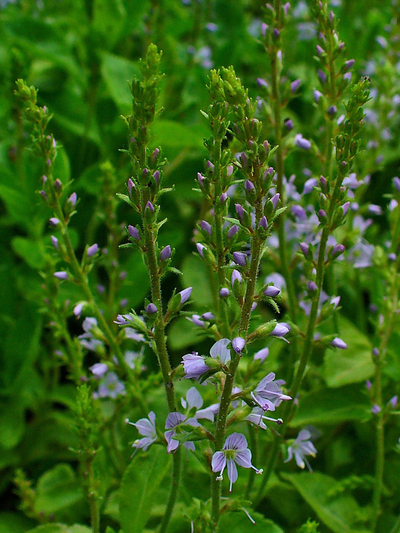 Véronique officinale