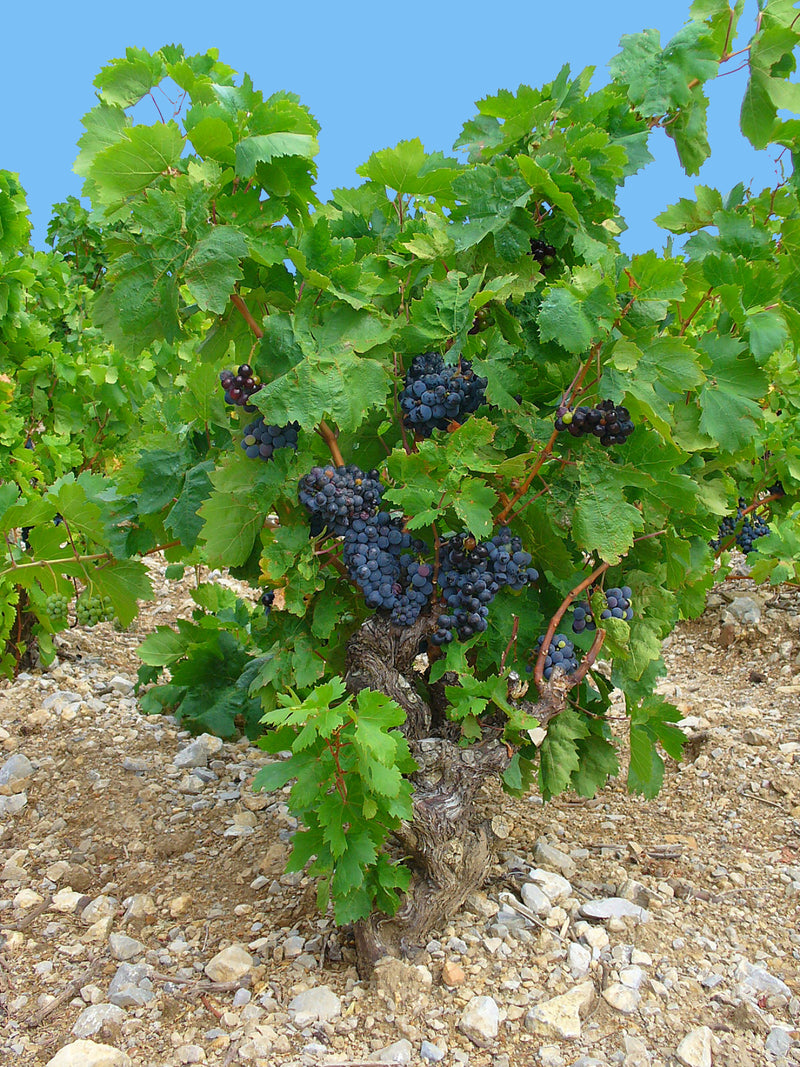 Vigne rouge