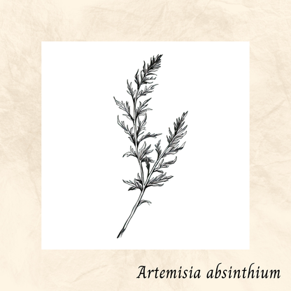 Absinthe (Artemisia absinthium) séchée en vrac