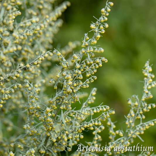 Absinthe (Artemisia absinthium) séchée en vrac