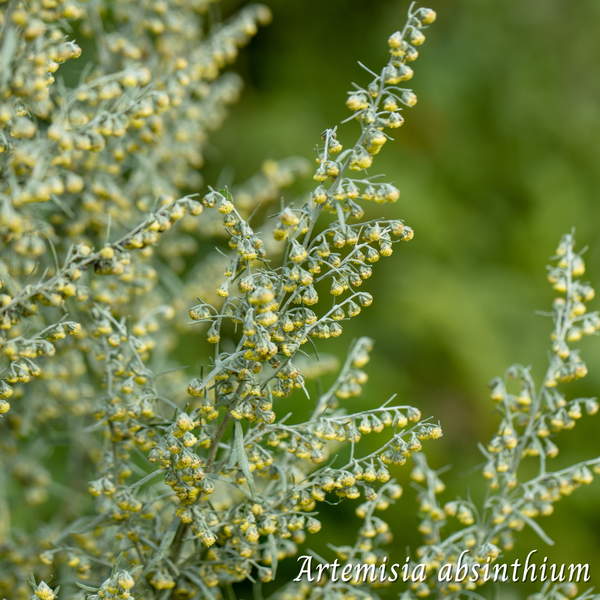 Absinthe (Artemisia absinthium) séchée en vrac