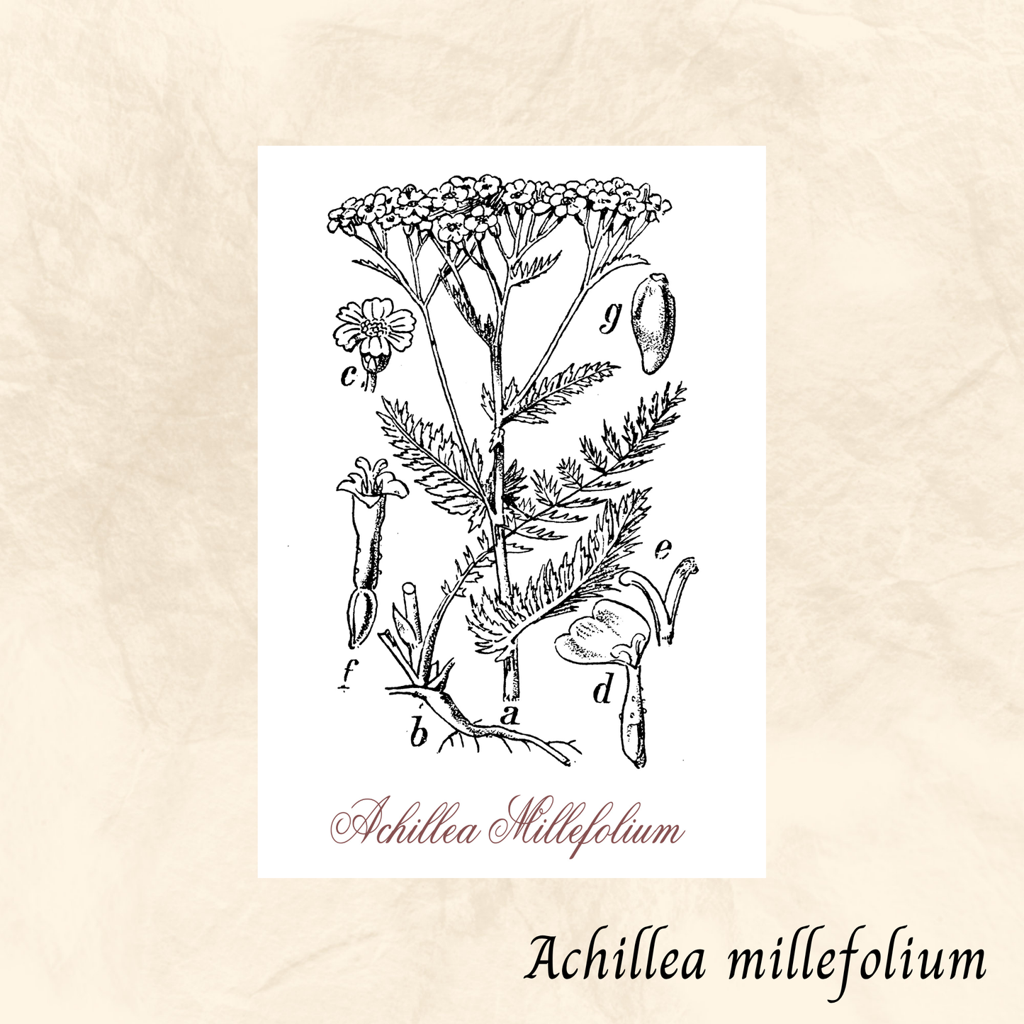 Achillée millefeuille (Achillea millefolium) séchée en vrac